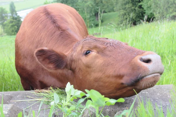 Barna tejelő tehén vakarja magát — Stock Fotó