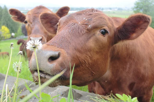 Vache laitière brune sentant le pissenlit — Photo