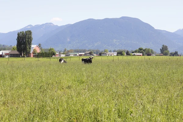 Grasland en zuivel kudde — Stockfoto