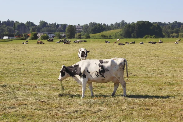 Dairy Herd — Stock Photo, Image