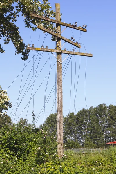 Neergehaalde en beschadigde hydro elektrische en telefoonlijnen — Stockfoto