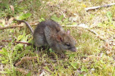 A small, brown field mouse clipart