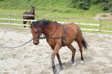 Close on A Brown Mare Exercising clipart