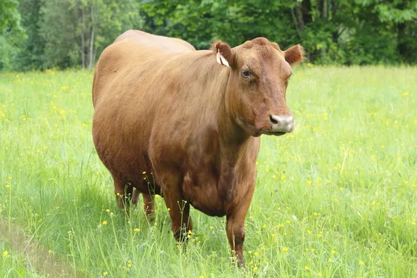 Ένα μεγάλο καφέ αγελάδα γαλακτοπαραγωγής στο βοσκότοπο — Φωτογραφία Αρχείου