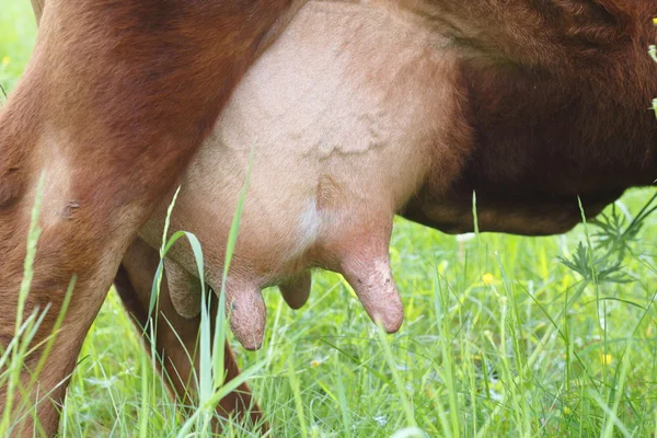 Una vaca lechera Udder —  Fotos de Stock