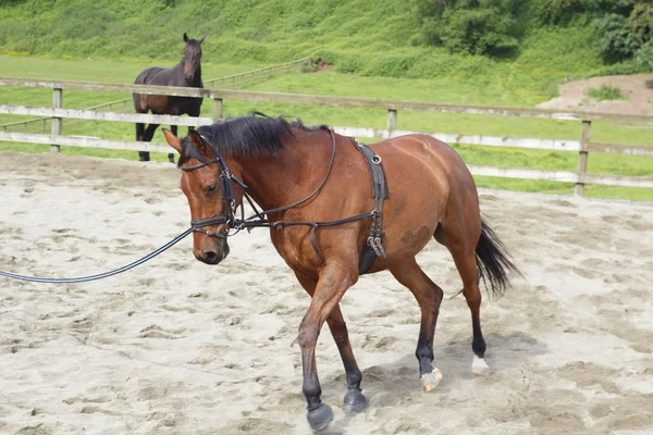 Close on A Brown Mare Exercising — Stock Photo, Image