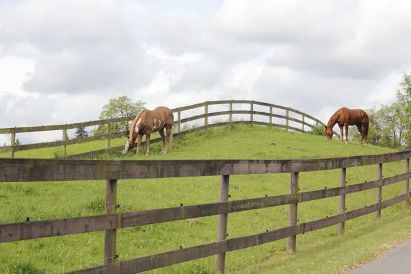 stock image Horses grazing on hilly grassland