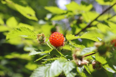 Salmon Berry or Salmonberry clipart