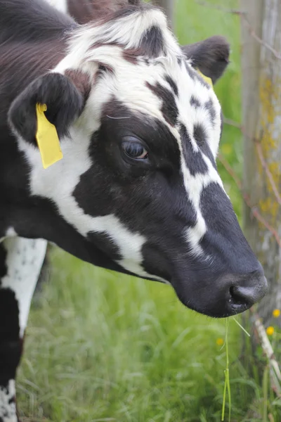 Profil nära på en svart och vit mjölkko — Stockfoto