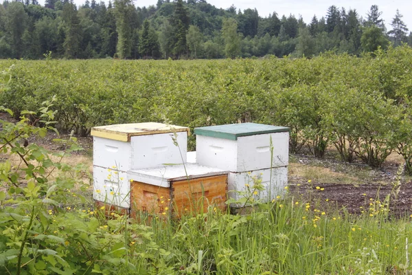 Arı kovanı kutuları — Stok fotoğraf