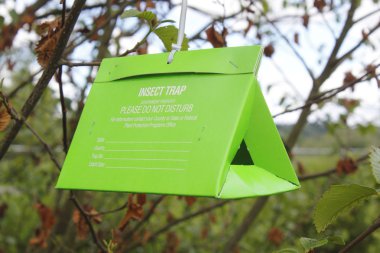 Insect Tree Trap clipart