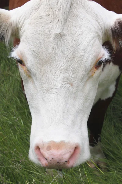 Primer plano de una cabeza de vaca —  Fotos de Stock