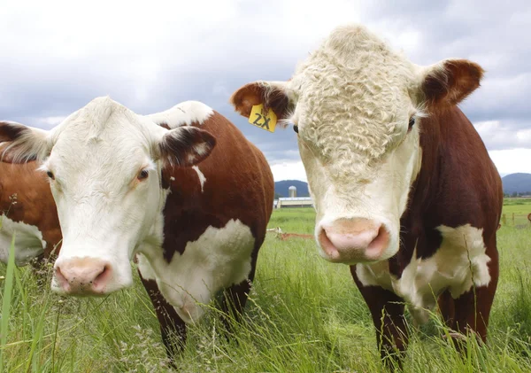 Две любопытные коровы — стоковое фото