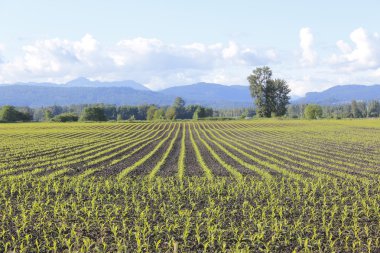 Canadian Corn Field clipart