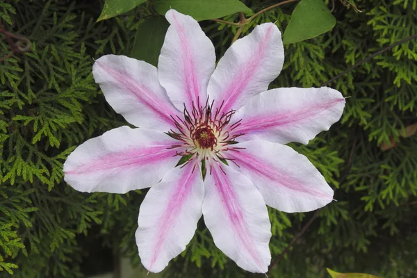 Uma flor de Clematis — Fotografia de Stock