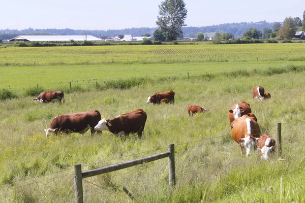 Молочних корів, котрі пасуться пасовищі — стокове фото