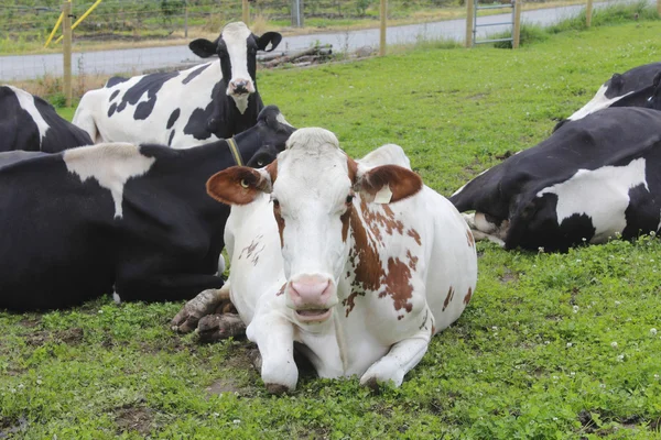 Vache laitière choquée et perplexe — Photo