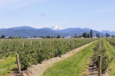 Blueberry Field and Mountains clipart