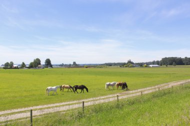 Horses Grazing clipart