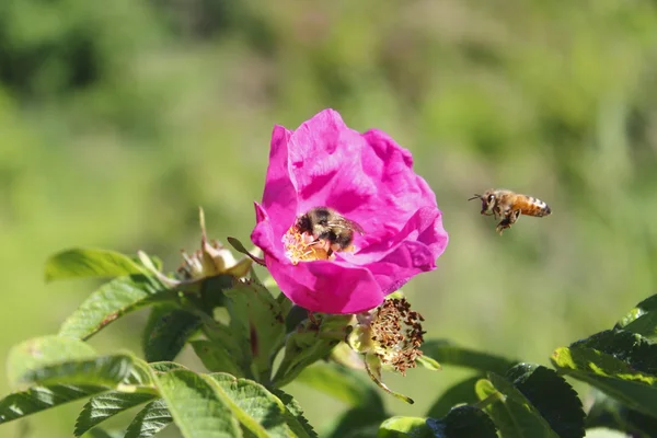 Rosa salvaje y abejas — Foto de Stock