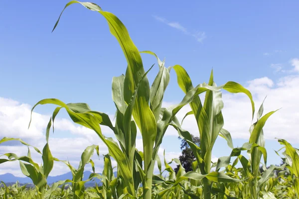 Созревание кукурузы — стоковое фото