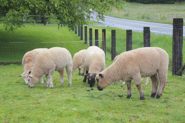 Πρόβατα που βόσκουν σε ένα λιβάδι — Φωτογραφία Αρχείου