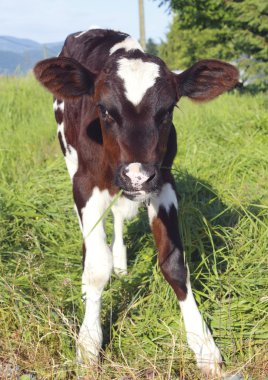 Full Frontal of a Young Calf clipart