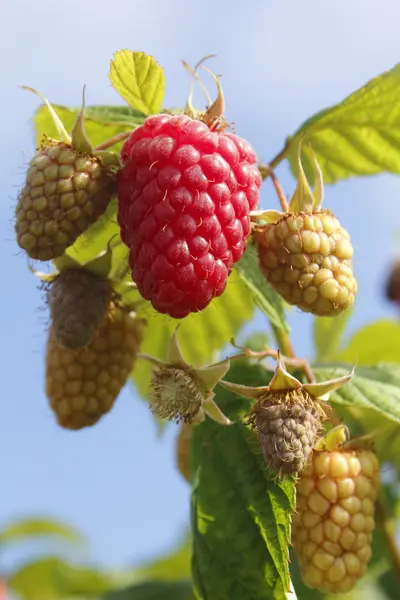 Ripening Raspberries — Stock Photo, Image