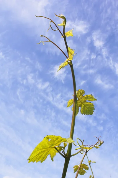 Tidig grapevine — Stockfoto