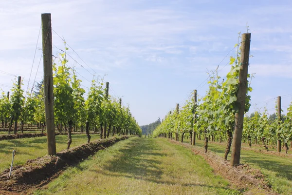 Rows of Grapevines — Stock Photo, Image