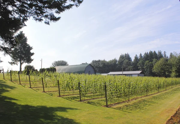 Uma pequena indústria de vinho Cottage — Fotografia de Stock