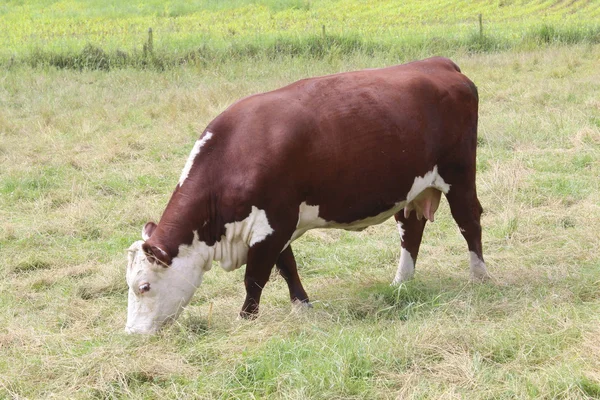 棕色的奶牛放牧在字段中 — 图库照片