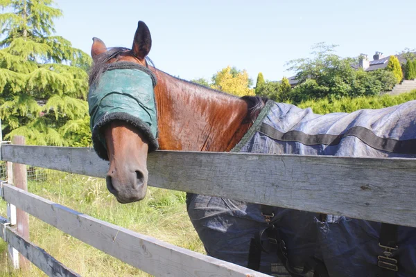 Защита глаз для лошади — стоковое фото