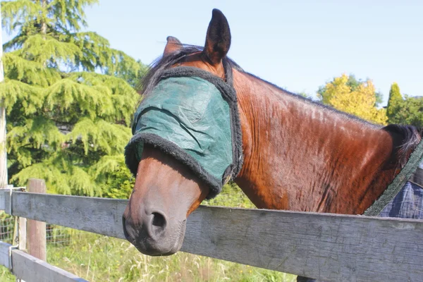 Защита глаз для лошади — стоковое фото