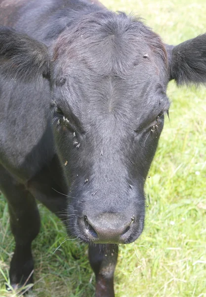 Moscas que infestan vaca lechera — Foto de Stock