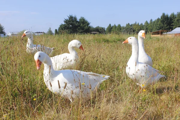 Five White Geese — Stock Photo, Image
