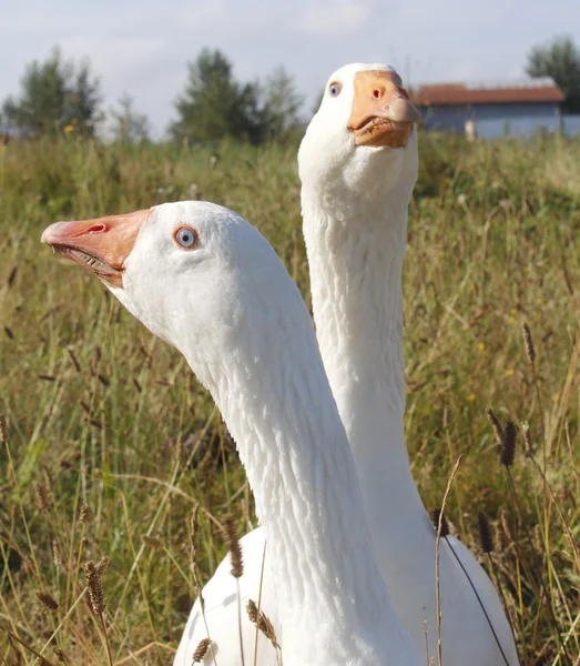 Dois gansos brancos — Fotografia de Stock