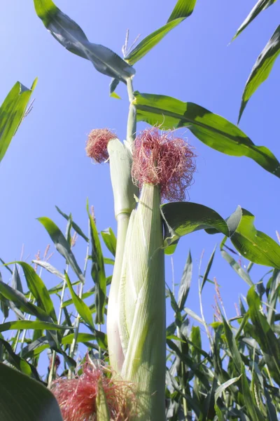 Взрослая кукуруза Чилливак — стоковое фото