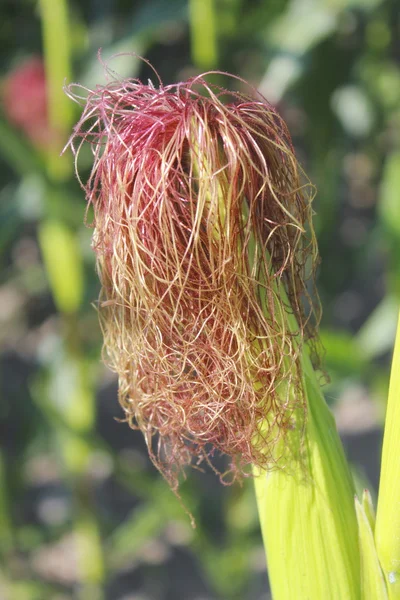 Пряди кукурузных волокон или волос — стоковое фото