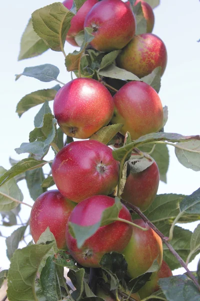 Созревание яблок — стоковое фото