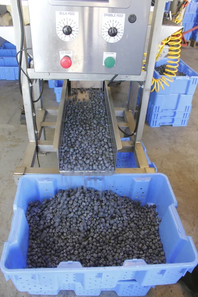 Blueberry Sorting Machine — Stock Photo, Image