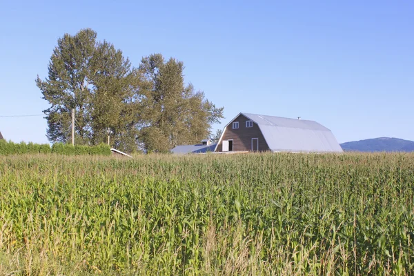 Vysoká kukuřice a stodola — Stock fotografie