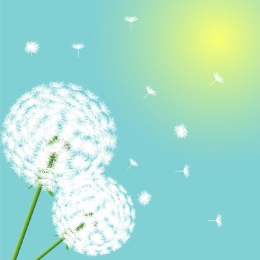 Dandelion clipart