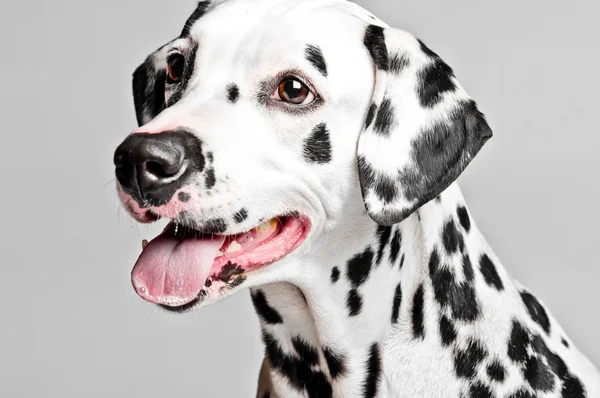 Dalmatian puppy — Stock Photo, Image
