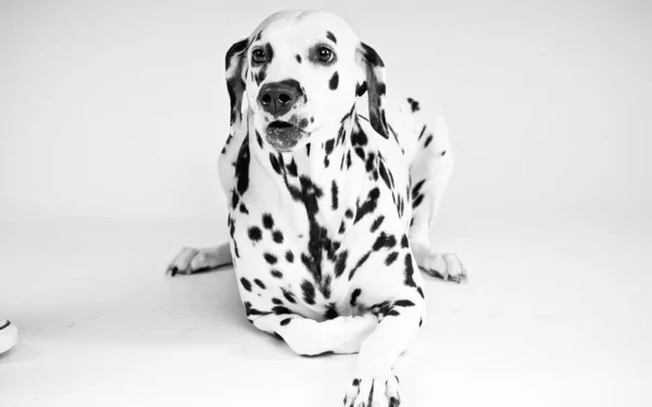 Dalmát kutya — Stock Fotó
