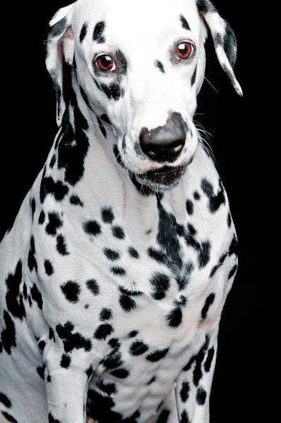 斑点的小狗 — 图库照片