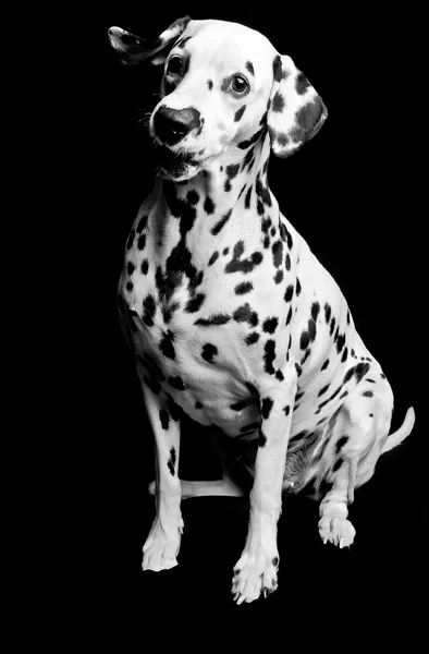 Далматинский щенок — стоковое фото