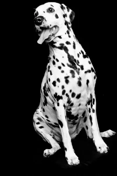 斑点的小狗 — 图库照片