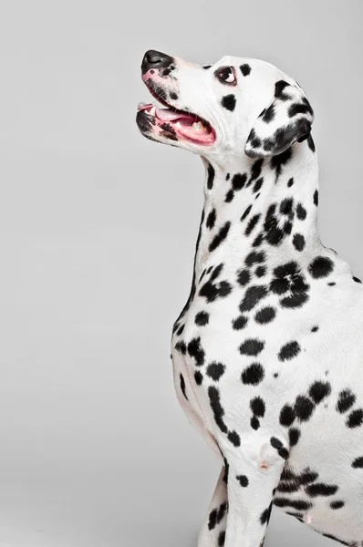 Далматинский щенок Стоковое Фото