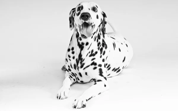 斑点的小狗 免版税图库图片